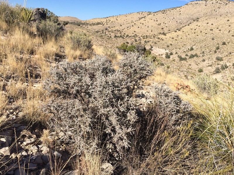 Big Bend Barometerbush