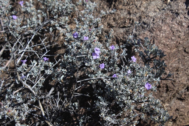 Big Bend Barometerbush photo 2