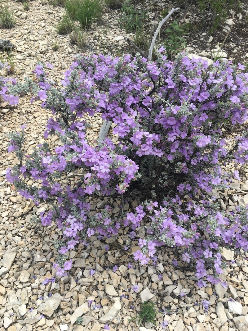 Big Bend Barometerbush photo 3