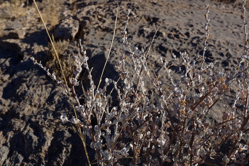 Big Bend Barometerbush photo 5