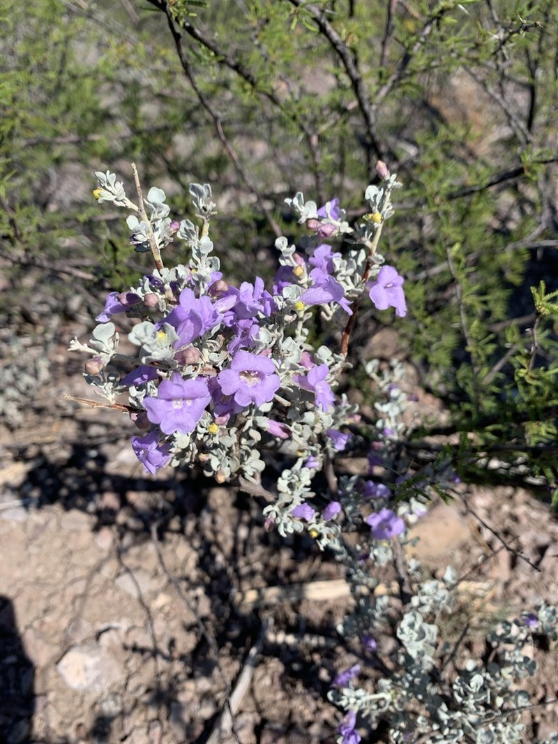 Big Bend Barometerbush photo 6