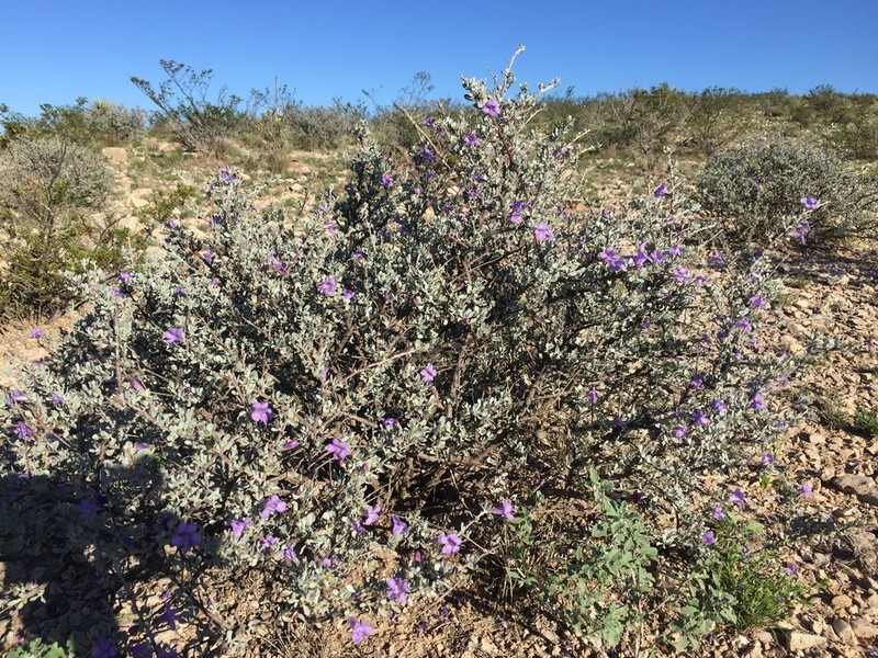 Big Bend Barometerbush photo 8