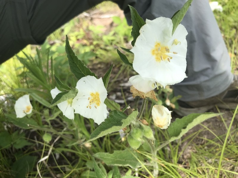 Large False Groundcherry