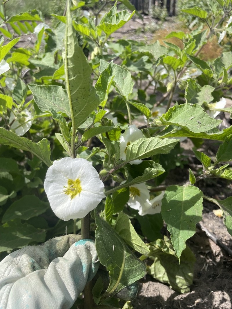 Large False Groundcherry photo 2