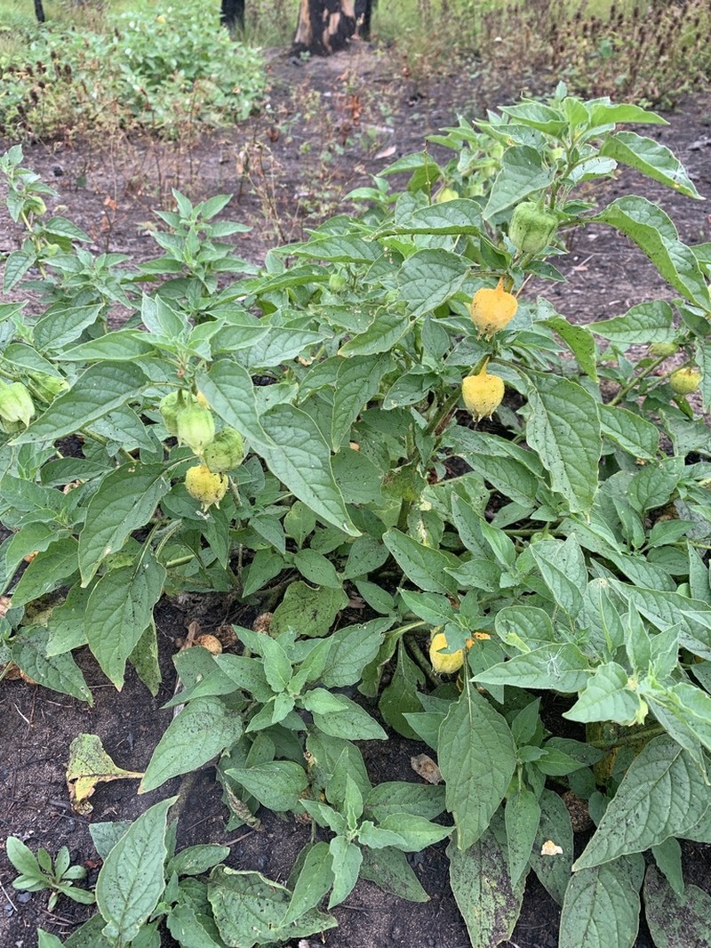 Large False Groundcherry photo 3