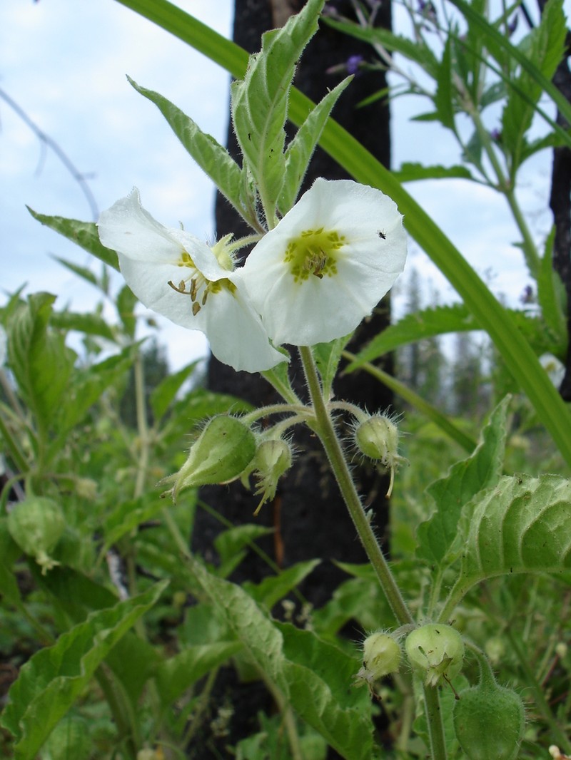 Large False Groundcherry photo 4
