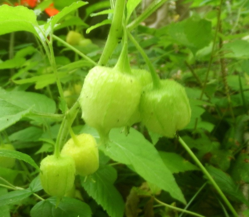 Large False Groundcherry photo 5