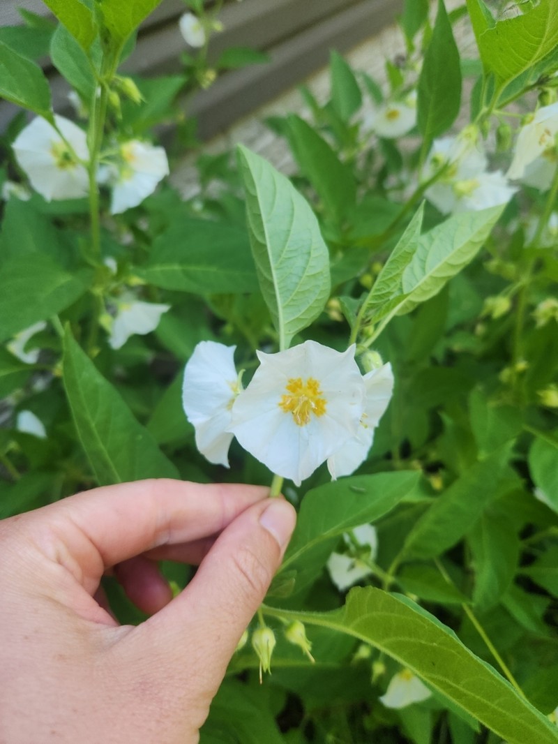 Large False Groundcherry photo 8