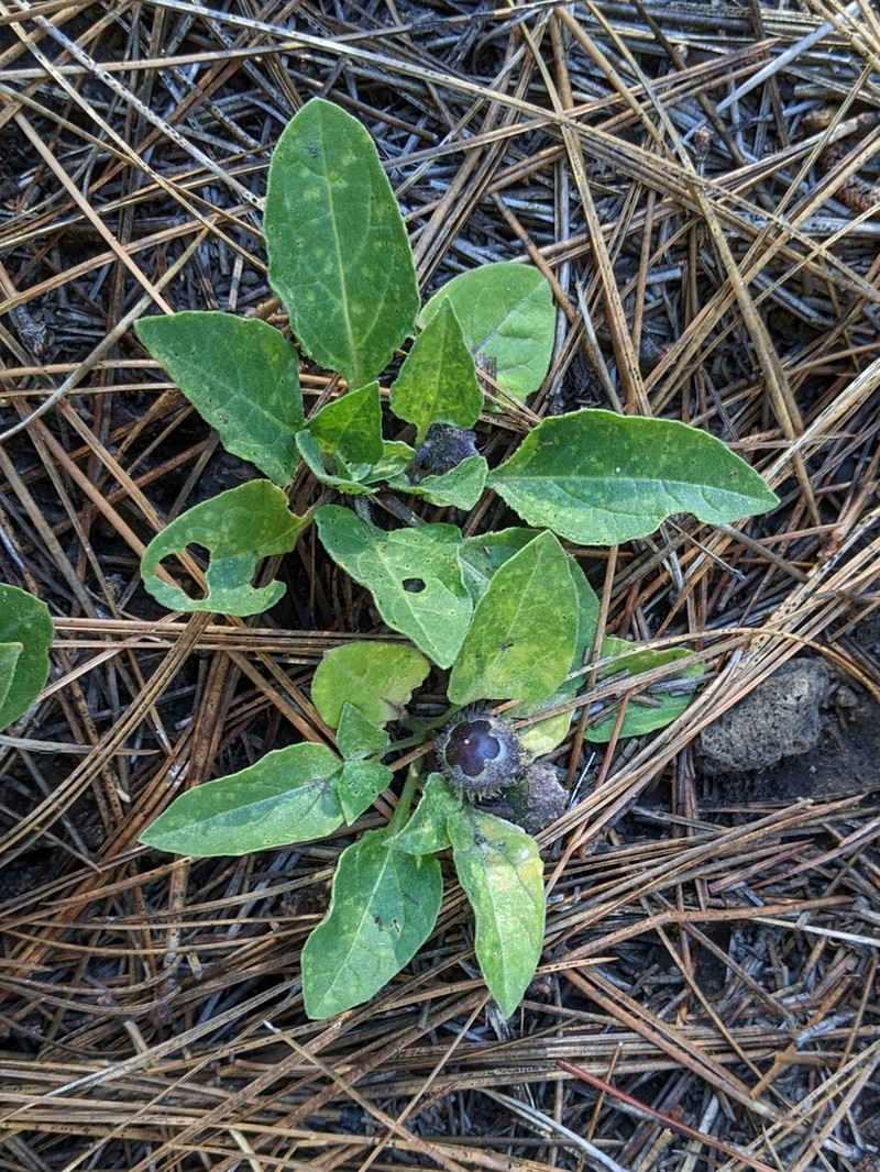 Dwarf Chamaesaracha photo 4