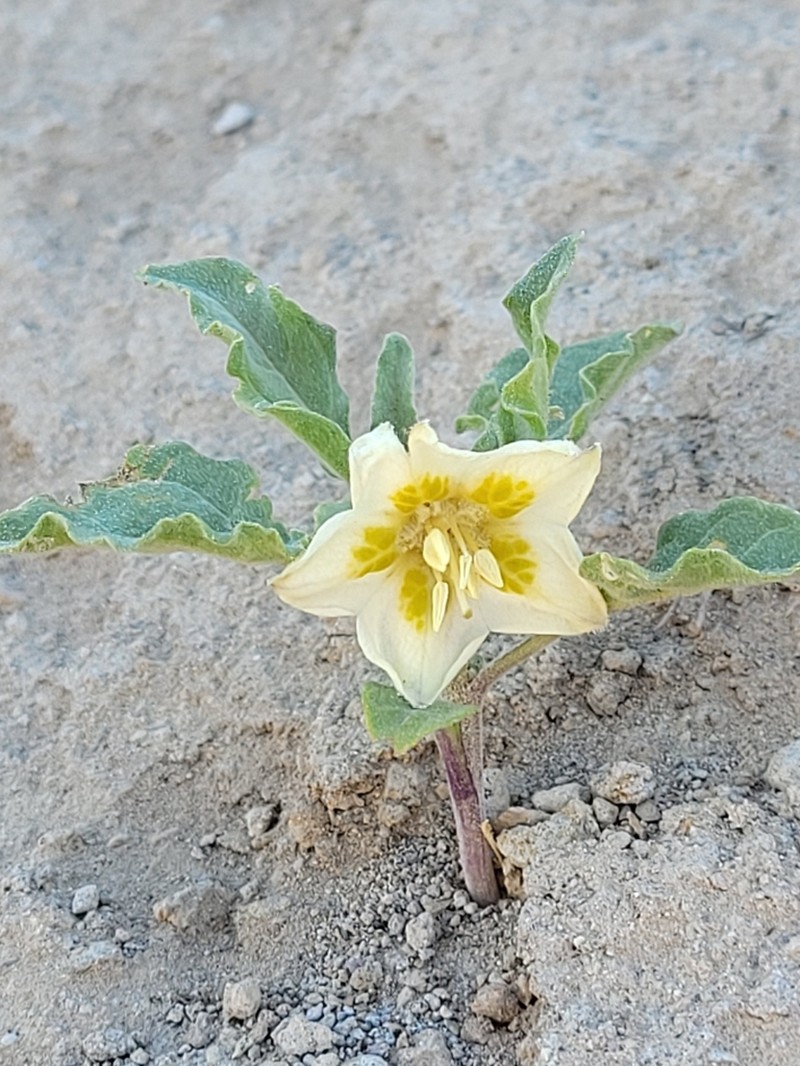 Dwarf Chamaesaracha photo 5
