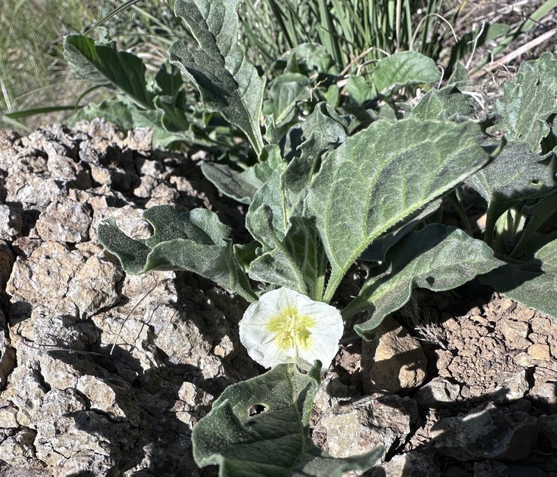 Dwarf Chamaesaracha photo 6