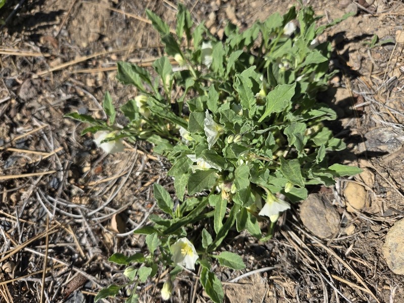 Dwarf Chamaesaracha photo 8