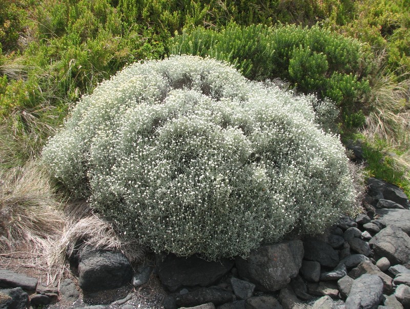 Leucophyta brownii