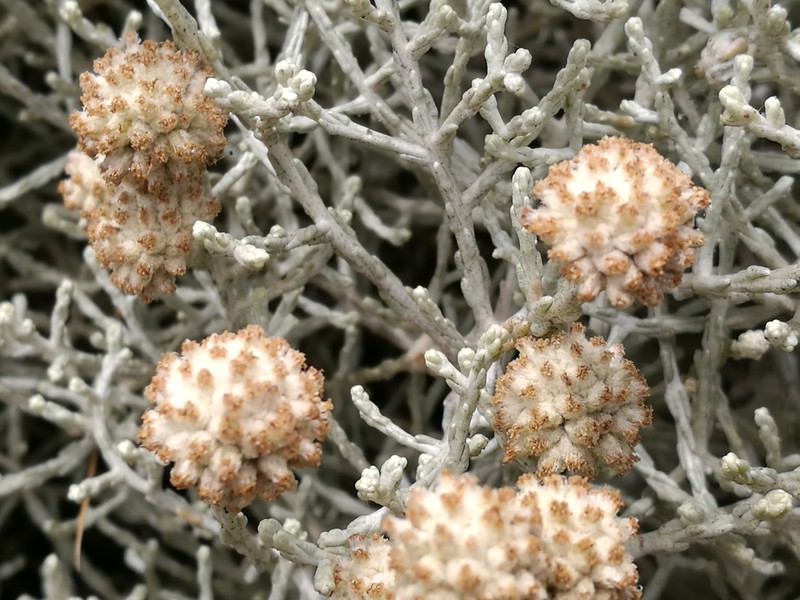 Leucophyta brownii photo 2
