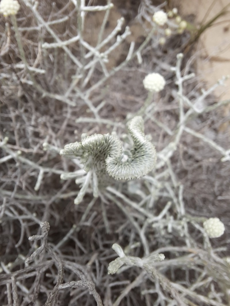 Leucophyta brownii photo 3