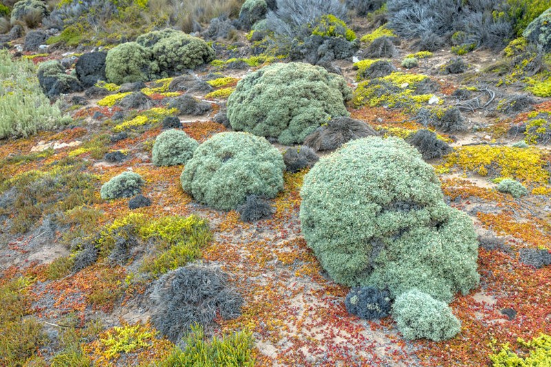 Leucophyta brownii photo 4