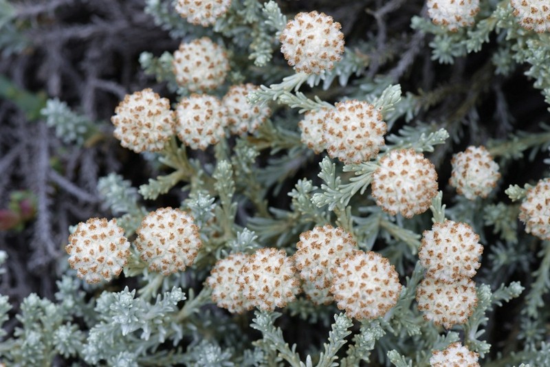 Leucophyta brownii photo 5