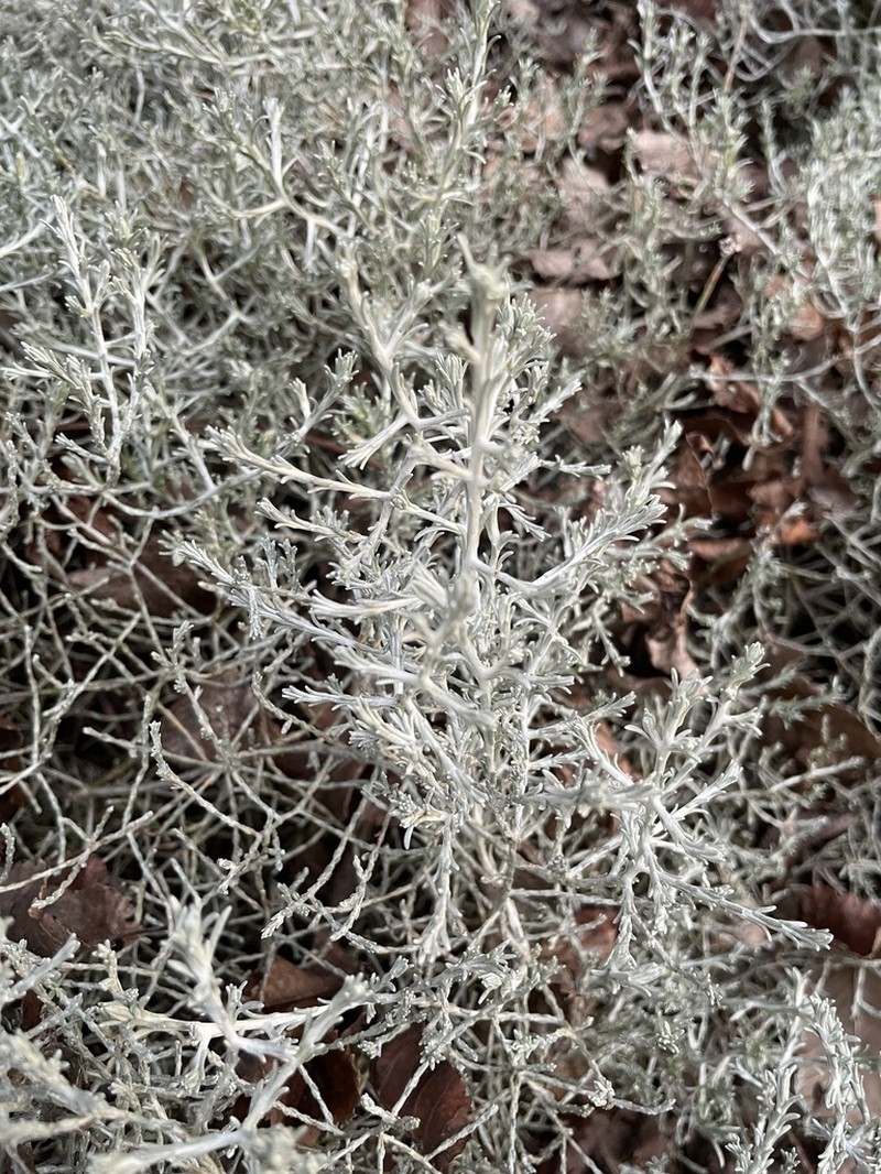 Leucophyta brownii photo 6