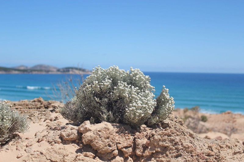 Leucophyta brownii photo 7
