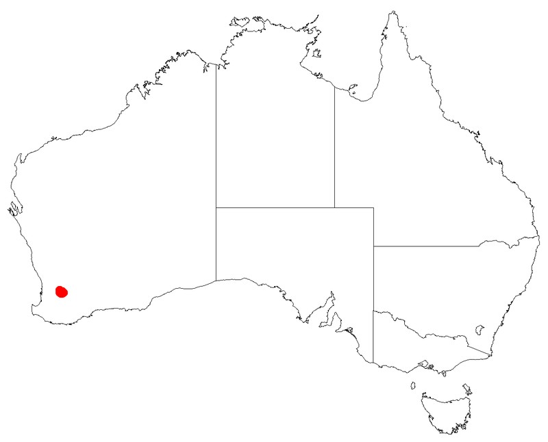 Leucopogon audax