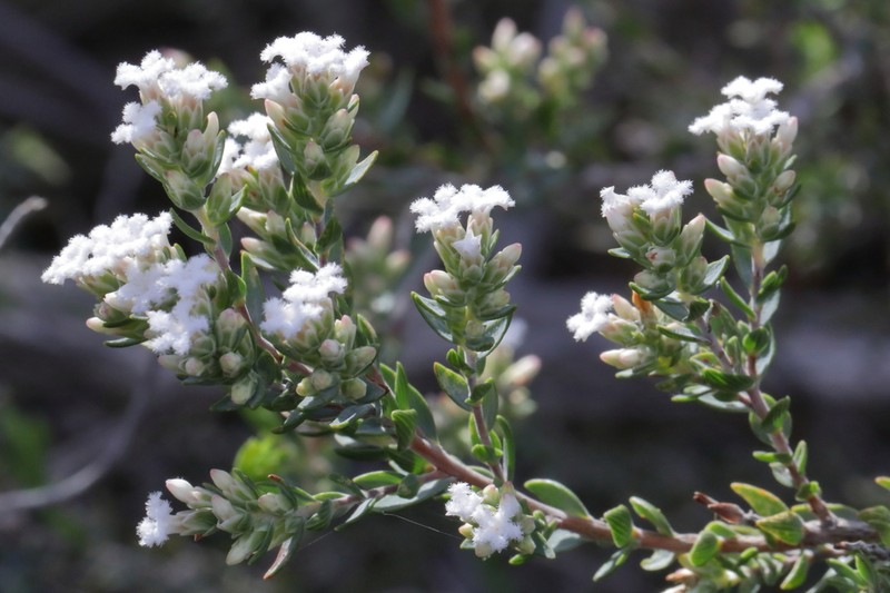 Leucopogon audax photo 2