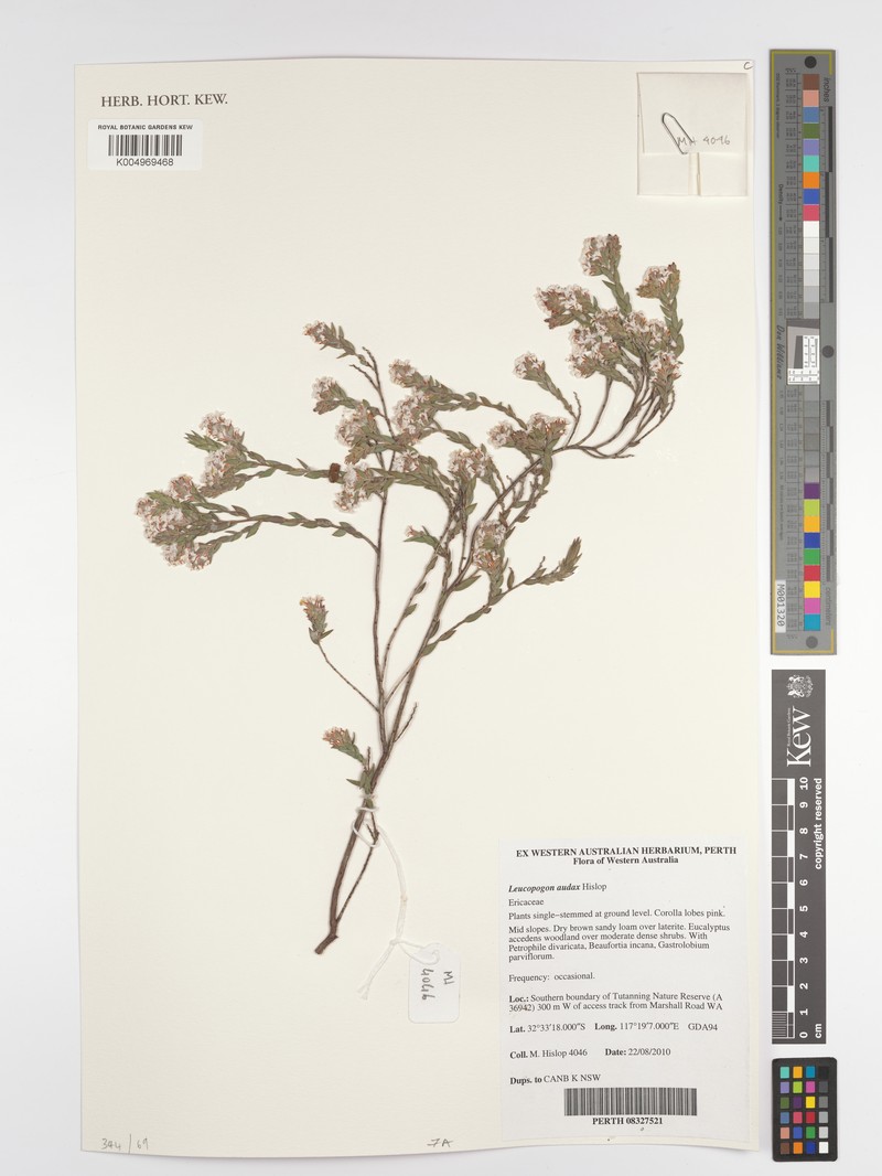 Leucopogon audax photo 3