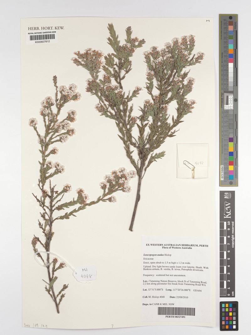 Leucopogon audax photo 4