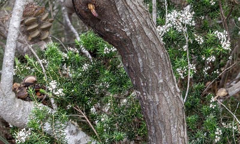 Leucopogon corymbiformis photo 2
