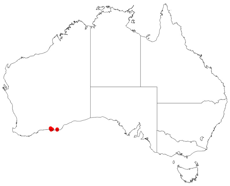 Leucopogon corymbiformis