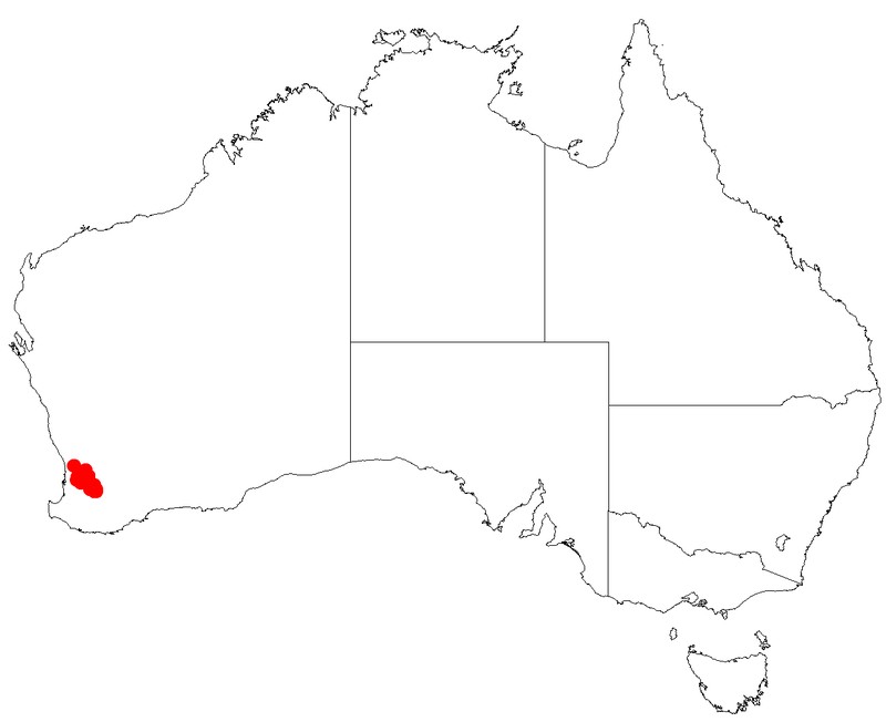 Leucopogon darlingensis
