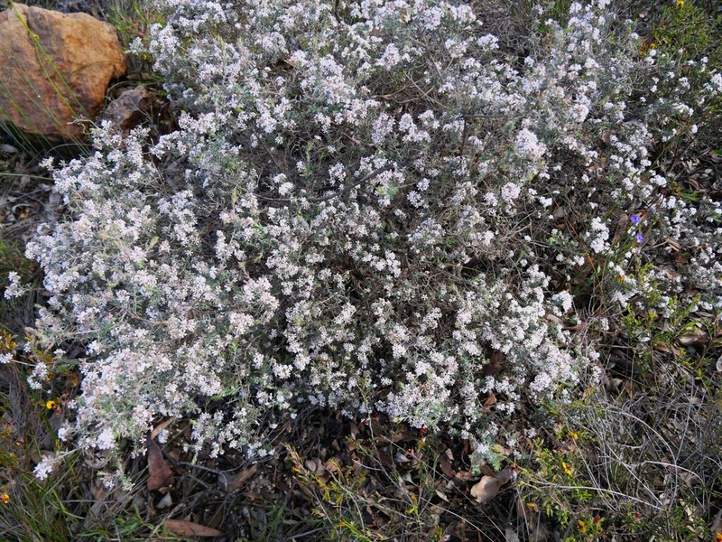 Leucopogon darlingensis photo 2