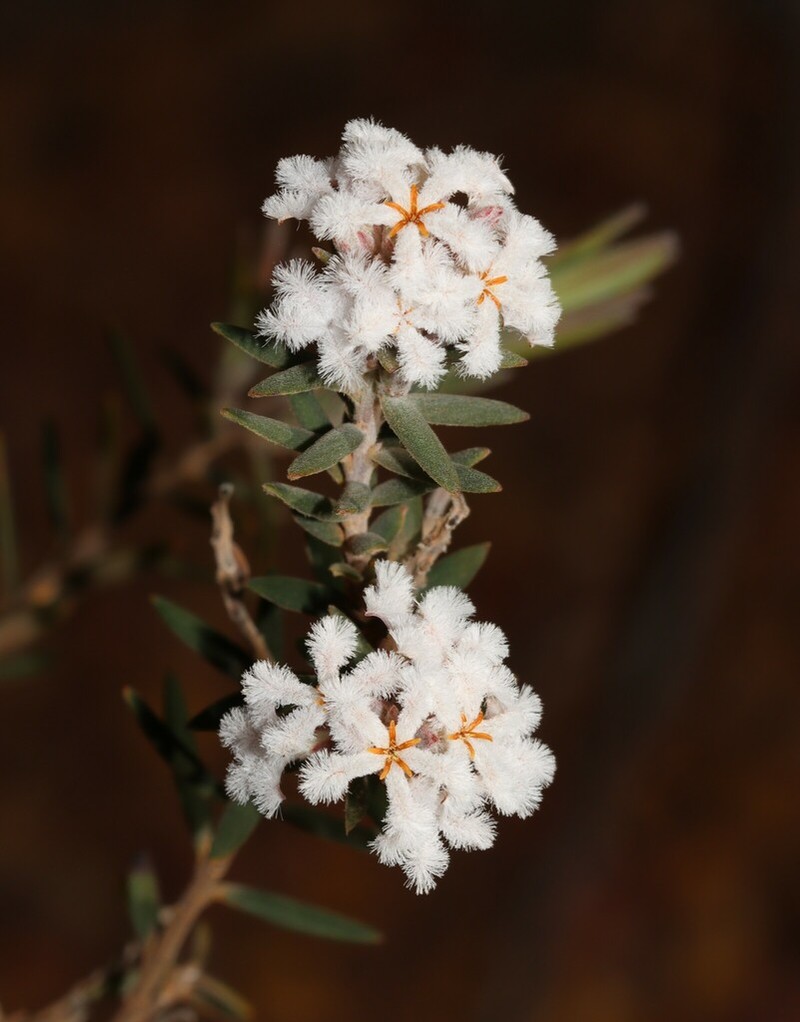 Leucopogon darlingensis photo 3
