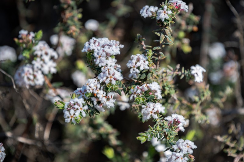 Leucopogon darlingensis photo 4