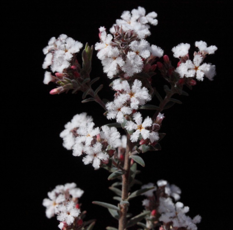 Leucopogon darlingensis photo 5