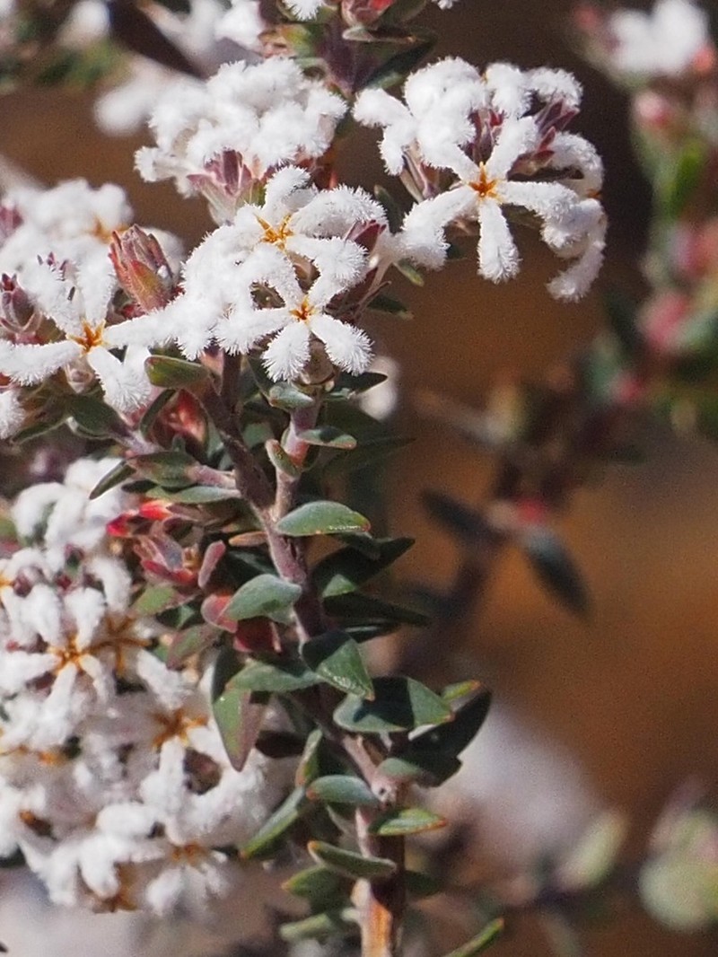 Leucopogon darlingensis photo 6