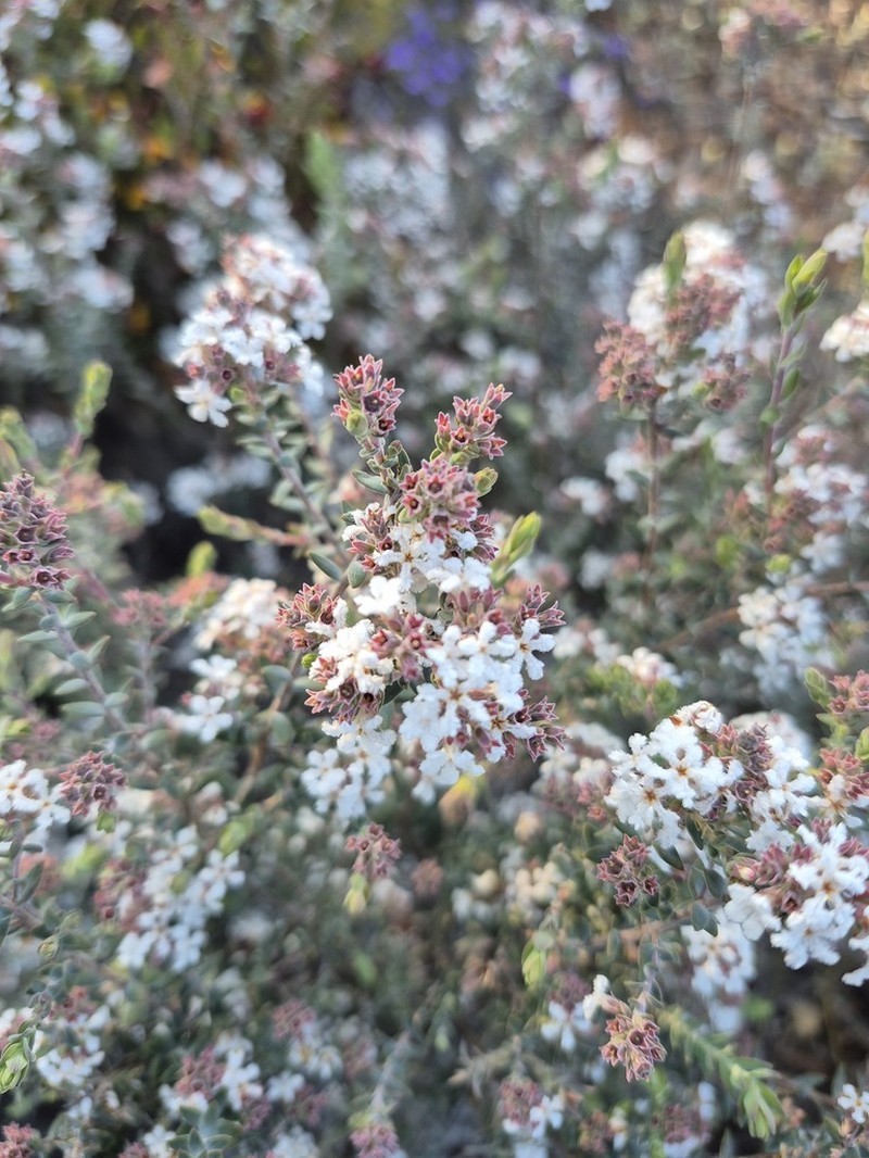 Leucopogon darlingensis photo 7