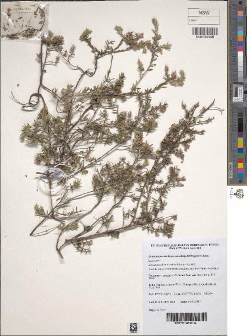 Leucopogon darlingensis subsp. darlingensis