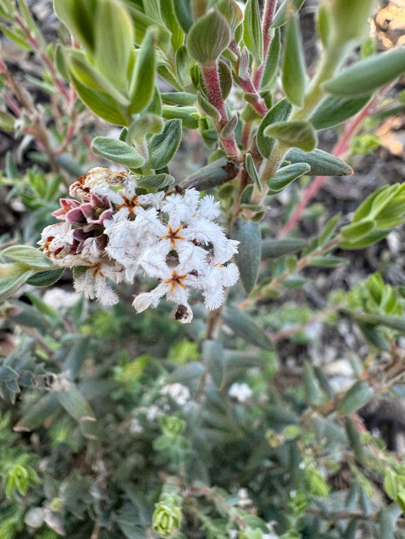 Leucopogon darlingensis subsp. rectus