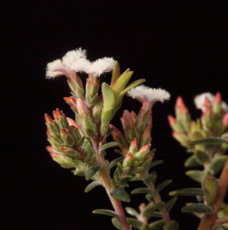 Leucopogon darlingensis subsp. rectus photo 3