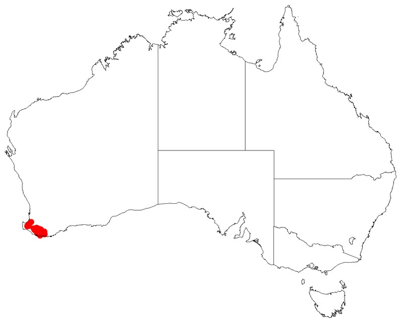 Leucopogon decrescens