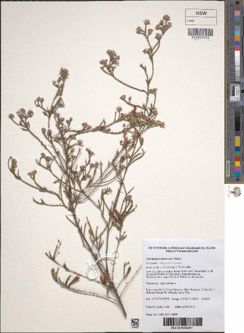 Leucopogon decrescens photo 2