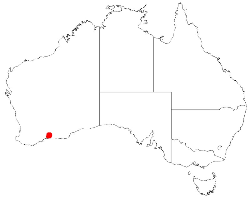 Leucopogon diversifolius