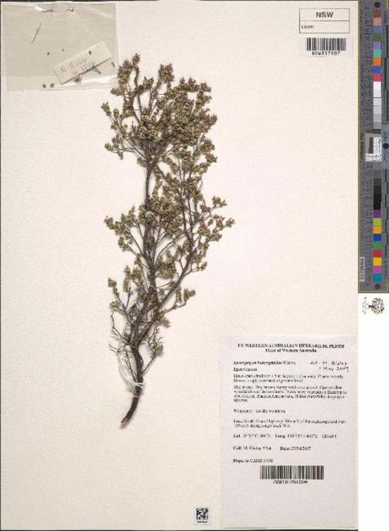 Leucopogon diversifolius photo 2