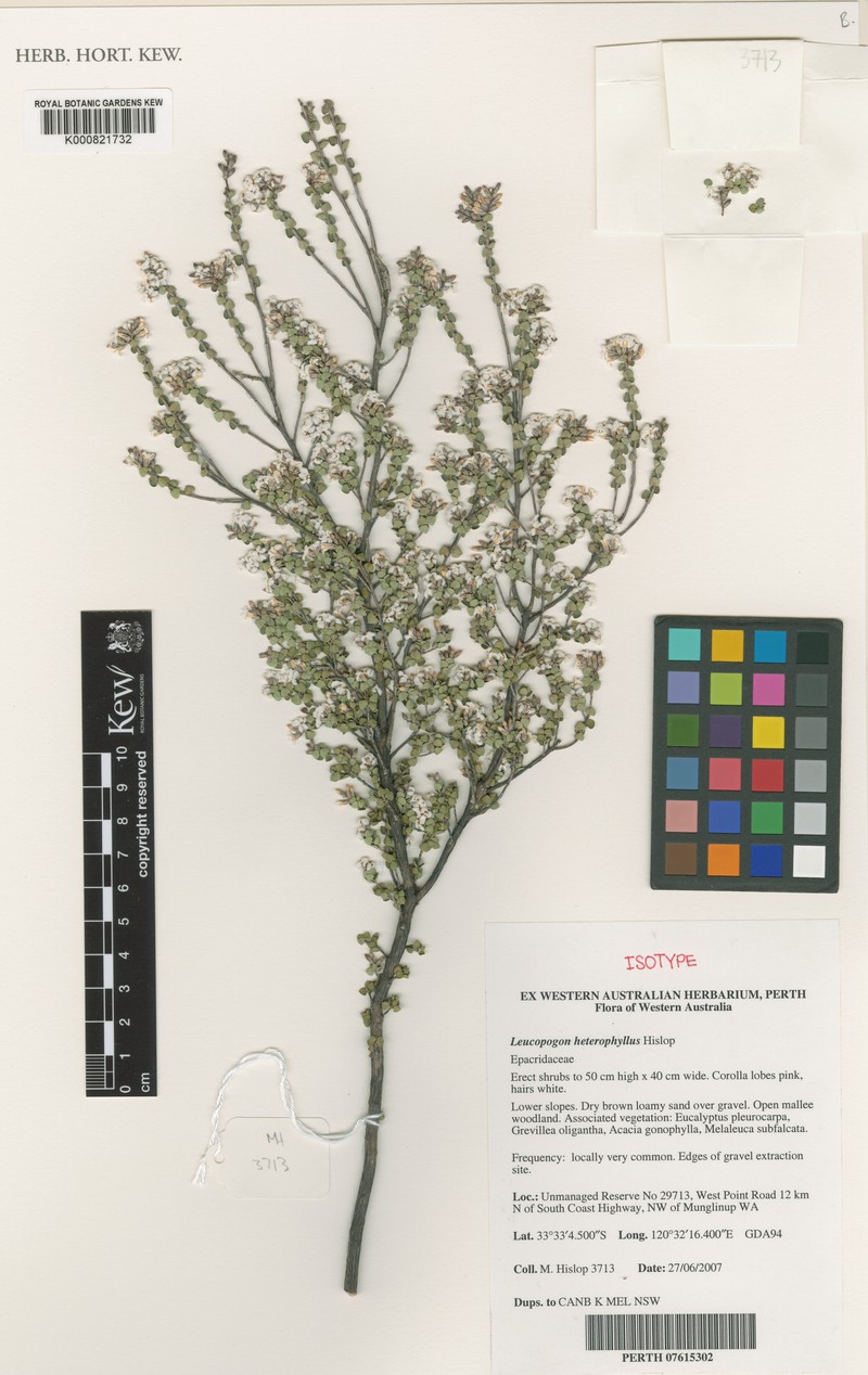 Leucopogon diversifolius photo 3