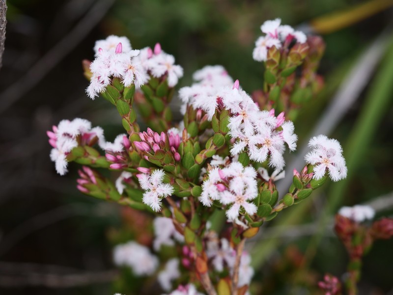 Leucopogon elegans subsp. elegans