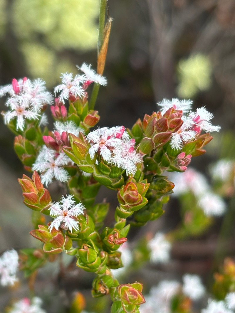 Leucopogon elegans subsp. elegans photo 2
