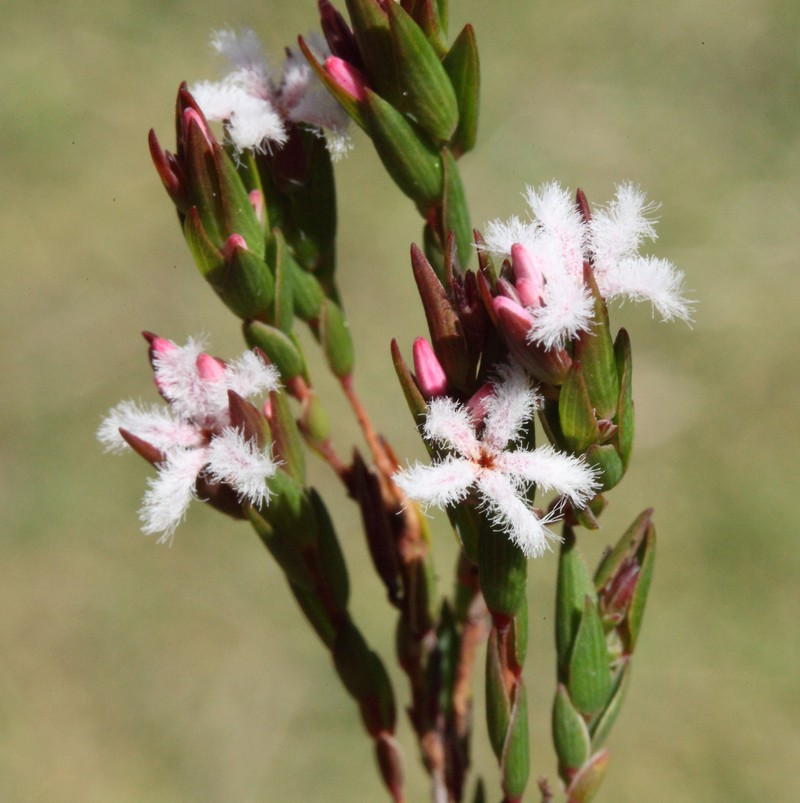 Leucopogon elegans subsp. elegans photo 3