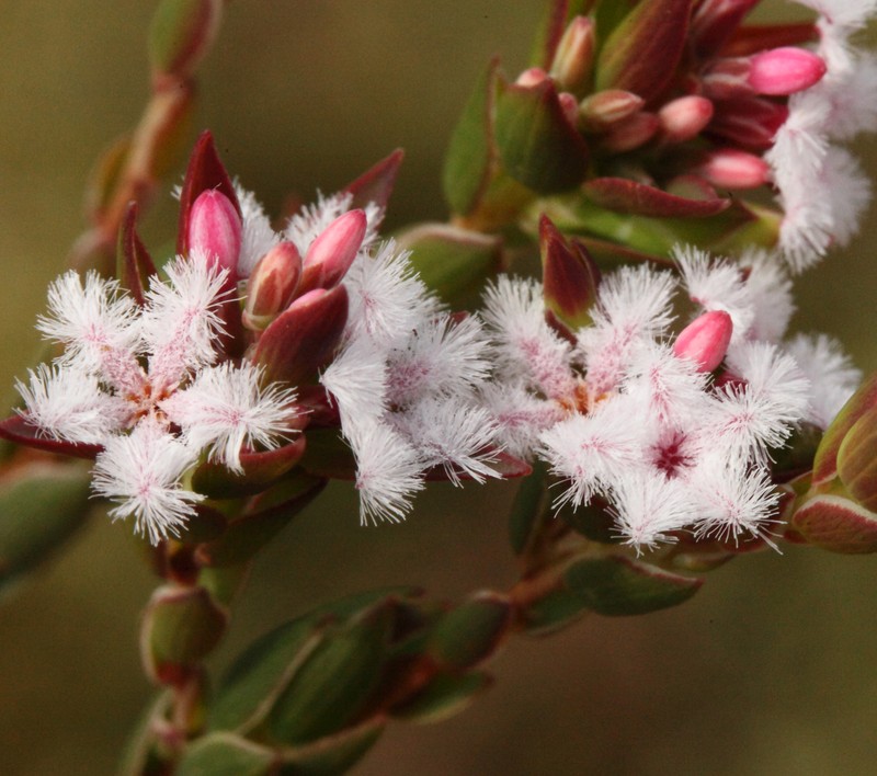 Leucopogon elegans subsp. elegans photo 4