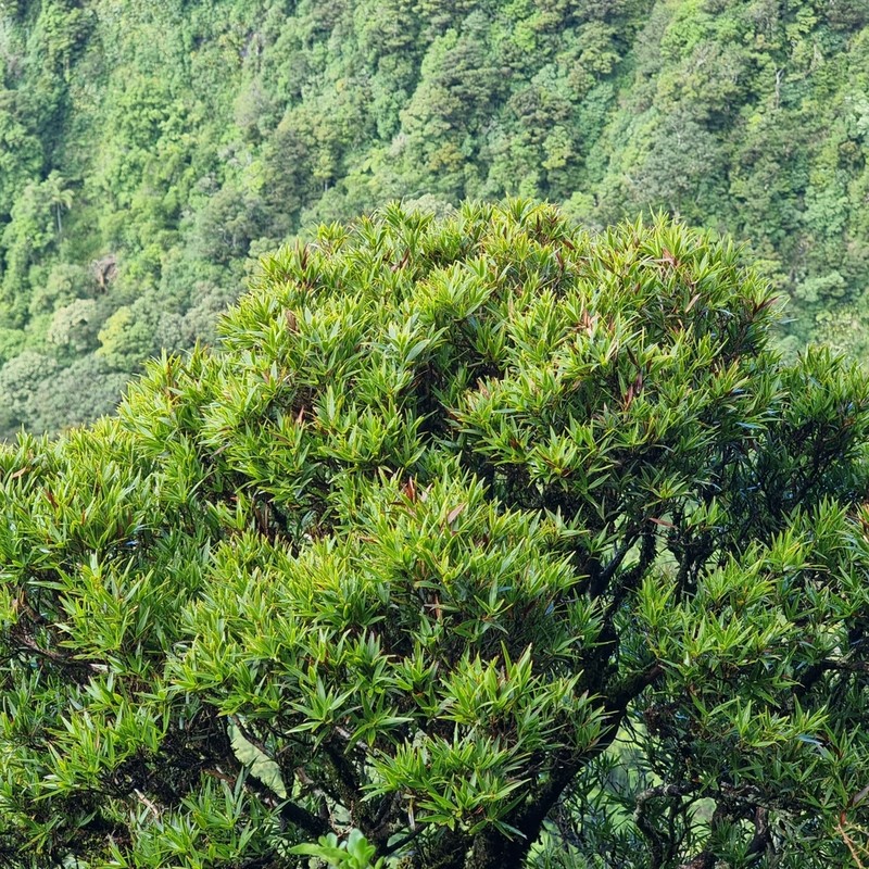 Leucopogon excelsus