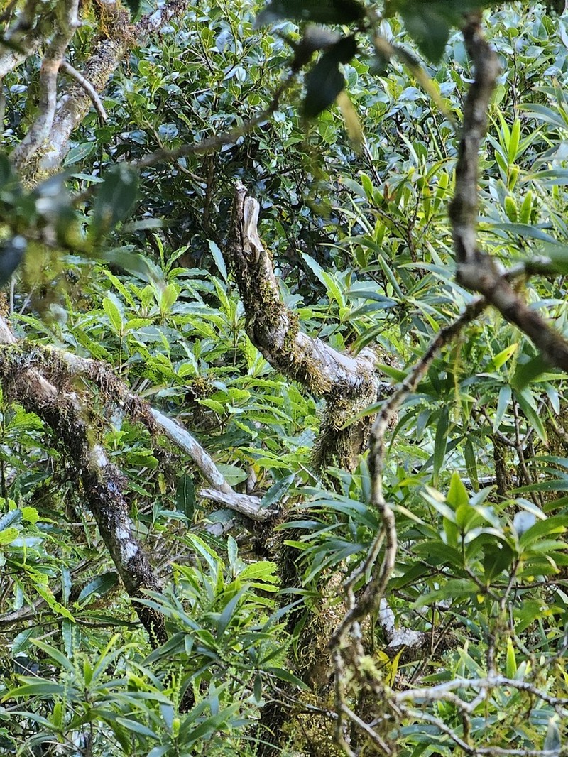 Leucopogon excelsus photo 4